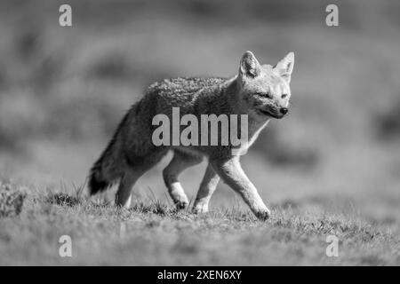 Der einfarbige südamerikanische Graufuchs (Urocyon cinereoargenteus) durchquert die Ebene im Torres del Paine Nationalpark in Chile Stockfoto