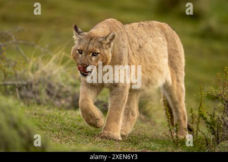 Puma (Puma concolor) leckt die Lippen, wenn man im Torres del Paine-Nationalpark in Chile einen grasbewachsenen Hang hinaufgeht Stockfoto