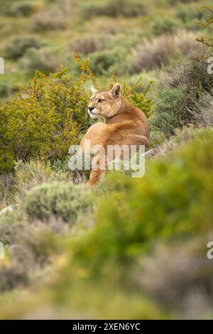 Puma (Puma concolor) liegt zwischen Büschen, die über die Schulter blicken, im Torres del Paine Nationalpark in Chile Stockfoto