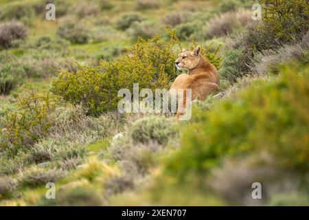 Puma (Puma concolor) liegt zwischen Büschen, die über die Schulter blicken, im Torres del Paine Nationalpark in Chile Stockfoto