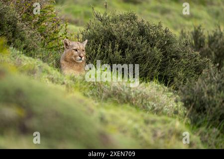 Puma (Puma concolor) liegt zwischen Büschen, die über die Schulter blicken, im Torres del Paine Nationalpark in Chile Stockfoto