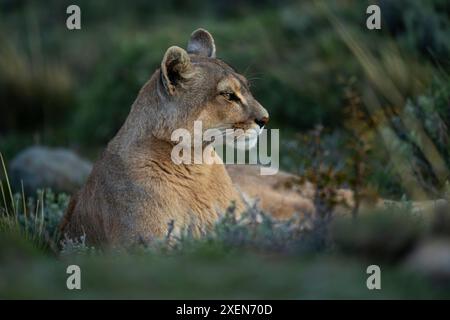 Puma (Puma concolor) liegt im Torres del Paine Nationalpark in Chile Stockfoto