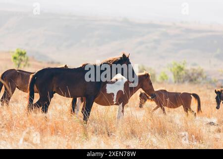 Pferde im warmen Sonnenlicht auf einer indonesischen Insel; Mondu, Kecamatan Kanatang, Kabupaten Sumba Timur, Nusa Tenggara Timur, Indonesien Stockfoto