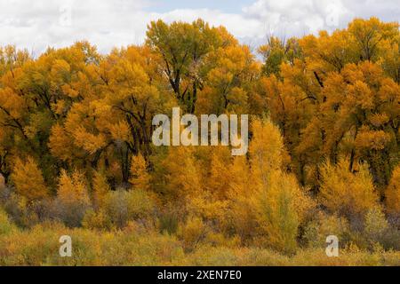 Aus nächster Nähe sehen Sie goldene Espenbäume (Populus tremuloides) im Wald und schaffen eine virtuelle Farbpalette im Herbst in Colorado Stockfoto