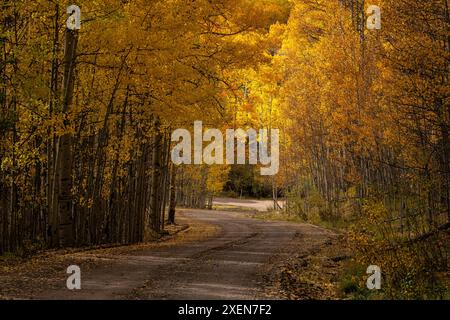 Panoramablick auf die Straße durch herbstfarbenen Aspenwald (Populus tremuloides), der eine virtuelle Farbpalette schafft, wenn sich die Jahreszeit langsam ändert Stockfoto