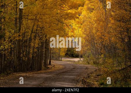 Scenic view of road through fall colored forest of aspen trees (Populus tremuloides) creating a virtual palette of color as the season slowly changes Stockfoto