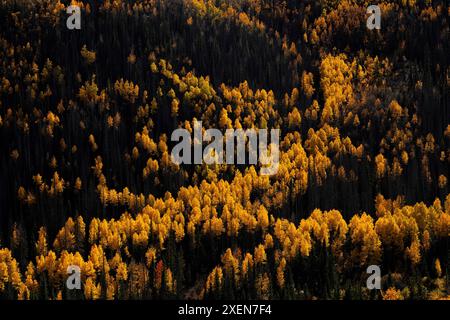 Blick von oben auf Mischwald mit goldenen Espenbäumen (Populus tremuloides), die im Herbst in Colorado eine virtuelle Farbpalette schaffen Stockfoto