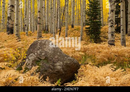 Blick durch einen Wald mit goldenen Espenbäumen (Populus tremuloides) im Herbst mit ihren weißen Stämmen und einem Flechten bedeckten Felsbrocken Stockfoto