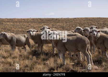 Herde von Schafen (Ovis aries) auf einem grasbewachsenen Feld mit Blick auf die Kamera; Grand Junction, Colorado, Vereinigte Staaten von Amerika Stockfoto