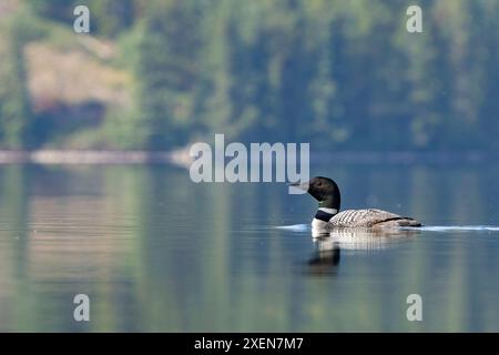 Porträt eines gewöhnlichen Seetauchs (Gavia immer), der auf dem Tarfu-See schwimmt; Yukon, Kanada Stockfoto