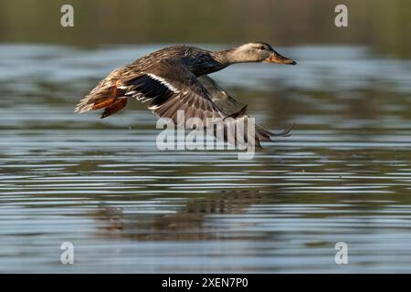 Nahaufnahme einer weiblichen Stockenten (Anas platyrhynchos), die über das Wasser flog; Whitehorse, Yukon, Kanada Stockfoto