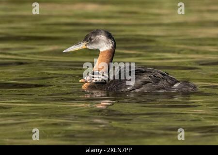 Nahaufnahme eines Rothals (Podiceps grisegena), der im See schwimmt und eine junge Kühe auf dem Rücken reitet; Whitehorse, Yukon, Kanada Stockfoto