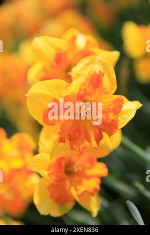 Niederlande, Zuid Holland, Lisse. Narzissen. Stockfoto