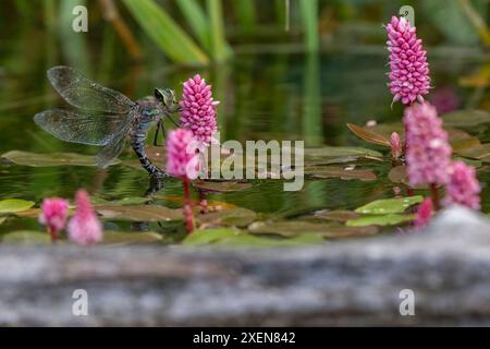 Libelle ruht auf rosa Blüten und Lilienpads, die aus einem See im Yukon wachsen; Carmacks, Yukon, Kanada Stockfoto