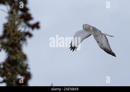 Im Frühjahr jagen die nördlichen Harrier (Circus hudsonius) entlang der Highways des Yukon; Whitehorse, Yukon, Kanada Stockfoto