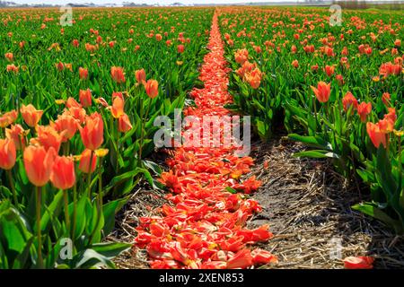 Niederlande, Nordholland. Callantsoog. Niederländische Tulpen im Feld. Stockfoto