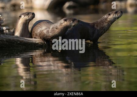 Zwei Wet River Otter (Lonta canadensis) ruhen auf einem Baumstamm am Tarfu Lake; Yukon, Kanada Stockfoto