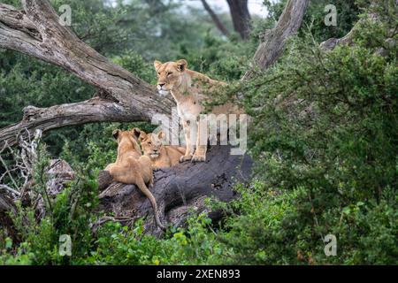 Weiblicher afrikanischer Löwe (Panthera leo) mit zwei großen Jungen, die in einem Baum in der Nähe von Ndutu im Ngorongoro Conservation Area in Tansania ruhen Stockfoto