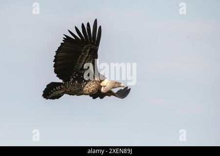 Ruppells Greifgeier (Gyps rupellii) im Flug in der Nähe von Ndutu im Ngorongoro-Krater-Schutzgebiet in Tansania; Tansania Stockfoto