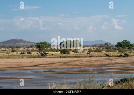 Afrikanische Elefanten (Loxodonta africana) entlang des Great Ruaha River im Ruaha National Park in Tansania; Tansania Stockfoto