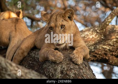 Junge männliche Löwen (Panthera leo) ruhen in einem Baum im Lake Manyara National Park, Tansania; Tansania Stockfoto