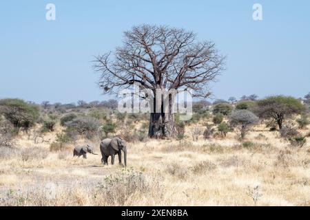 Die afrikanische Elefantin (Loxodonta africana) und ihr Baby laufen an einem riesigen Baobab-Baum im Ruaha-Nationalpark, Tansania, vorbei Stockfoto