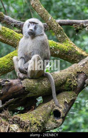 Porträt eines männlichen Olivenpavians (Papio anubis), der auf einem großen Baumzweig im Arusha-Nationalpark sitzt Stockfoto