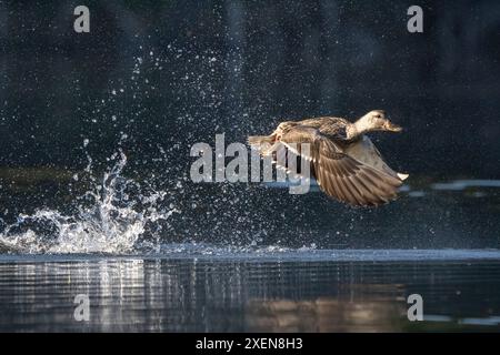 Weibliche Mallard (Anas platyrhynchos), die von einem kleinen See im Yukon abhebt. Das Licht des frühen Morgenlichts beleuchtet den Vogel; Whitehorse, Yukon, Kanada Stockfoto