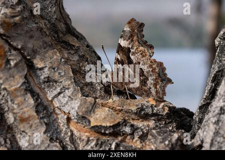 Grüner Komma-Schmetterling (Polygonia faunus) auf Baumrinde; Watson Lake, Yukon, Kanada Stockfoto