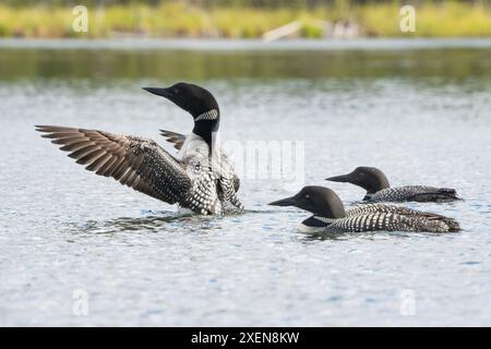 Drei gemeine Loons (Gavia immer) auf einem See in Yukon, Kanada; Carmacks, Yukon, Kanada Stockfoto