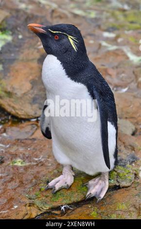 Nahaufnahme eines südlichen Steinhopper-Pinguins (Eudyptes chrysocome); Falklandinseln Stockfoto