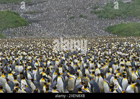 Riesige Kolonie von Königspinguinen (Aptenodytes patagonicus), die nahe beieinander am Ufer der Salisbury Plain auf South Georgia Island stehen Stockfoto