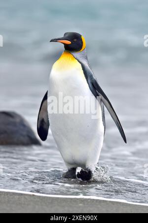 Nahaufnahme eines Königspinguins (Aptenodytes patagonicus), der in der Brandung entlang des Wasserrandes auf der Salisbury Plain, South Georgia Island, spaziert Stockfoto