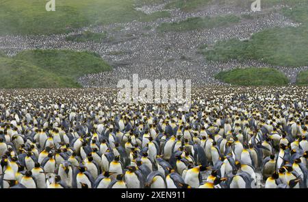 Riesige Kolonie von Königspinguinen (Aptenodytes patagonicus), die nahe beieinander am Ufer der Salisbury Plain auf South Georgia Island stehen Stockfoto