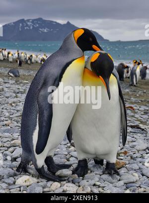 Nahaufnahme eines Paares von Königspinguinen (Aptenodytes patagonicus), die am felsigen Strand stehen, kuscheln, Salisbury Plain; South Georgia Island Stockfoto