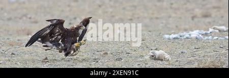 Der Goldene Adler (Aquila chrysaetos) fliegt nahe am Boden und nähert sich dem Köder beim Adlerfest; Ölgii, Mongolei Stockfoto