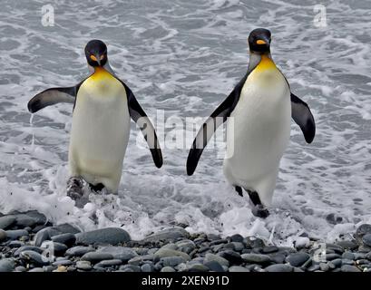 Nahaufnahme eines Porträts zweier Königspinguine (Aptenodytes patagonicus), die in der Brandung entlang des Wasserrandes eines felsigen Strandes spazieren; South Georgia Island Stockfoto