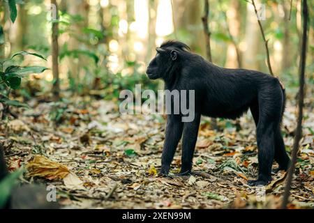 Celebes-Haubenmakaken (Macaca nigra) auf dem Boden in gefallenen Blättern im Tangkoko Batuangus Nature Reserve, Indonesien Stockfoto