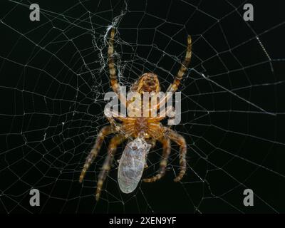 Die Unterseite einer unteradulten weiblichen Kreuzweberspinne (Araneus diadematus), die ein Insekt gefangen hat und sich von diesem ernährt Stockfoto