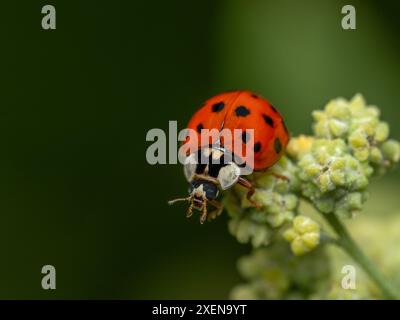 Bunte asiatische Käfer (Harmonia axyridis) krabbeln auf einer Blütenknospe. Diese asiatische Art wurde in Nordamerika eingeführt Stockfoto