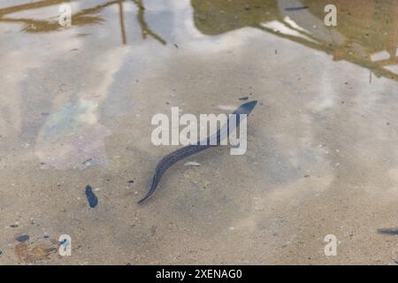 Schlange bewegt sich durch flaches klares Wasser in Indonesien; Bunaken, Nord-Sulawesi, Indonesien Stockfoto