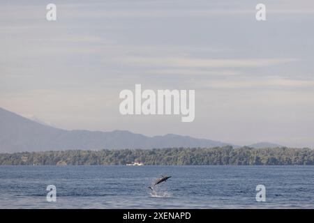 Delfin springt in die Luft in der Celebes-See vor der Küste von Bunaken, Indonesien; Bunaken, Nord-Sulawesi, Indonesien Stockfoto