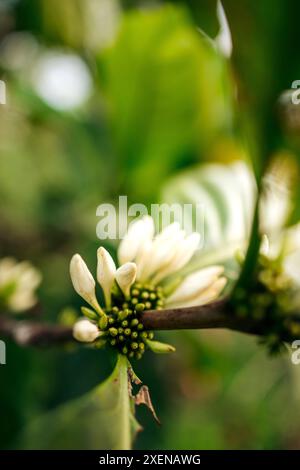 Nahaufnahme von wunderschönen weißen Blüten, die auf einer Kaffeepflanze wachsen; Ban Paksong, Provinz Champasak, Laos Stockfoto