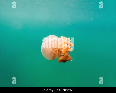 Nahaufnahme einer Qualle im aquamarinen Wasser von Danau Mariona (Quallensee) im Kepulauan Togean Nationalpark, Indonesien Stockfoto