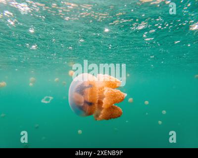 Nahaufnahme einer Qualle im aquamarinen Wasser von Danau Mariona (Quallensee) im Kepulauan Togean Nationalpark, Indonesien Stockfoto