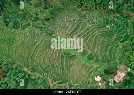 Luftaufnahme von direkt über dem Anbau von Reiskulturen auf Ackerland in Vietnam; Pu Luong, Thanh Lam, Ba Thuoc, Thanh Hoa, Vietnam Stockfoto