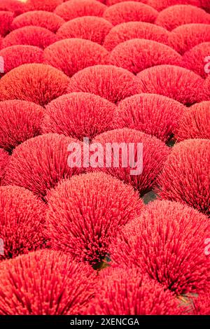 Räucherstäbchen in leuchtendem Rot im Räucherdorf, Hanoi, Vietnam; Räucherstäbchen in Huang Phu Tau, Uni Hoa, Hanoi, Vietnam Stockfoto