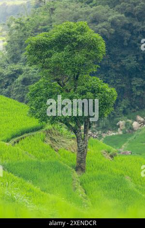 Baum wächst inmitten von Reisterrassen in Son La, Vietnam; Nam Pam, Muong La District, Son La, Vietnam Stockfoto