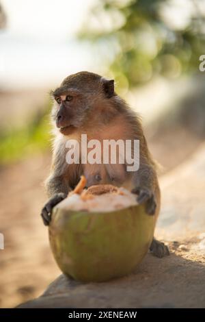 Affe essen eine Kokosnuss an einem Strand in Thailand, Ao Nang Beach; Krabi, Thailand Stockfoto