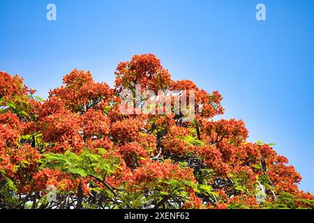 Leuchtend rot-orange, königsrote poinciana-Bäume, die auf Maui blühen. Stockfoto